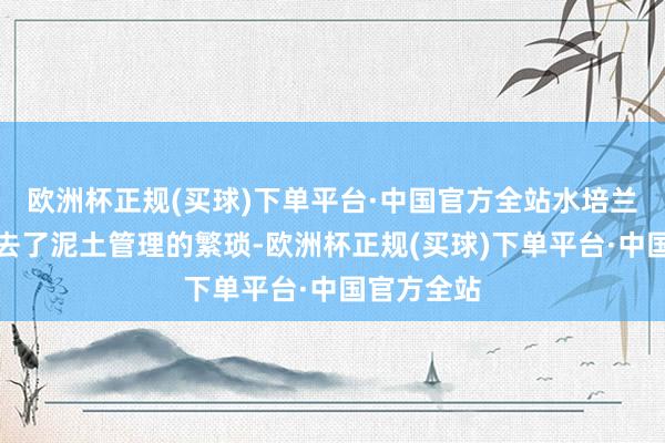 欧洲杯正规(买球)下单平台·中国官方全站水培兰花不仅免去了泥土管理的繁琐-欧洲杯正规(买球)下单平台·中国官方全站